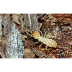 مكافحة النمل الأبيض الرمة في الإمارات